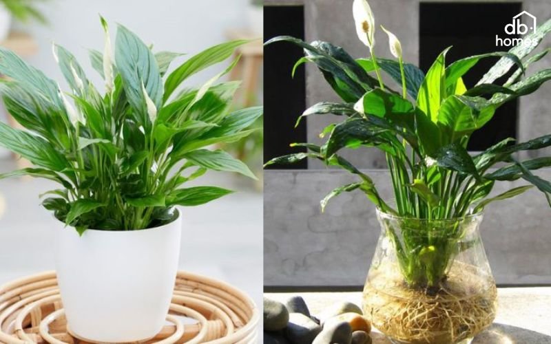 Lan ý giúp cân bằng độ ẩm và tạo môi trường dễ chịu cho phòng ngủ