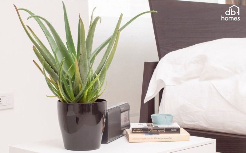 Lựa chọn nha đam để không gian ngủ trong lành hơn