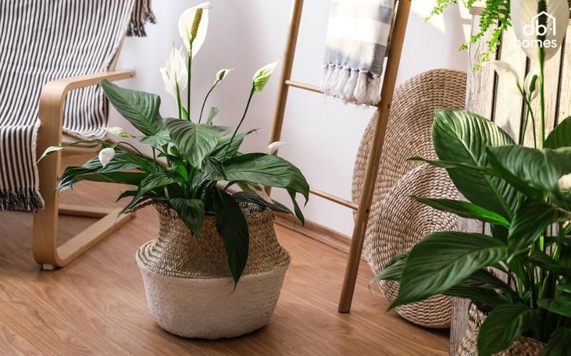 Cây lan ý giúp thu hút tài lộc cho người mệnh Kim