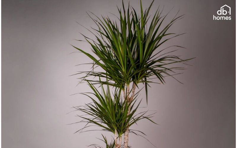 Người mệnh Thủy có thể chọn cây Phát tài núi để bố trí tại phòng khách