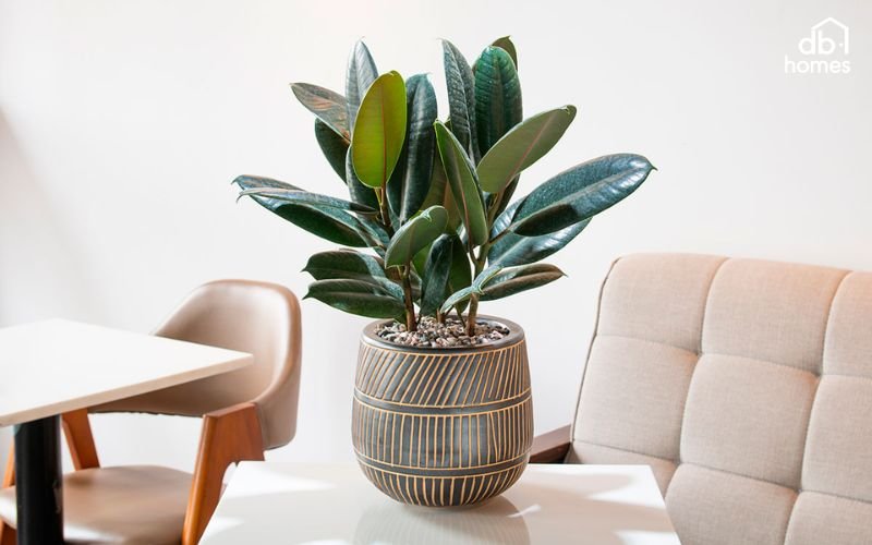 Đa búp đỏ là loài cây chịu hạn tốt, phù hợp với môi trường phòng khách