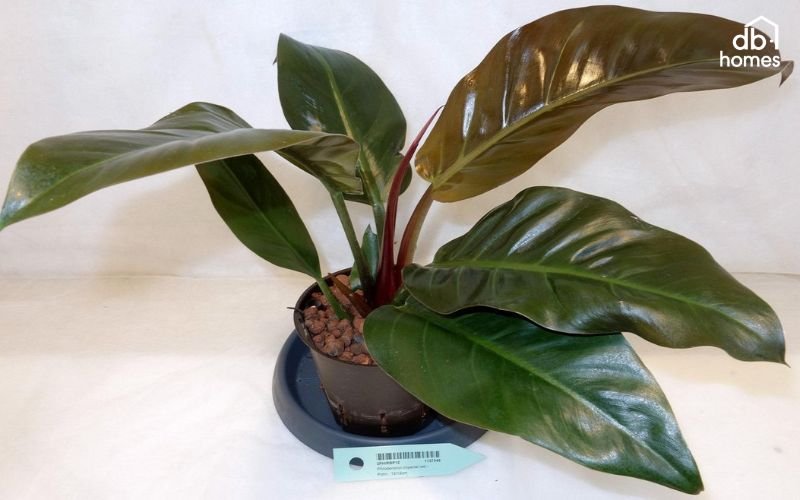 Cây kim tiền là biểu tượng của sự may mắn, tài lộc