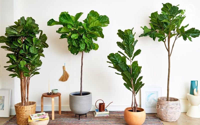 Cây bàng Singapore tạo không gian sang trọng và hiện đại