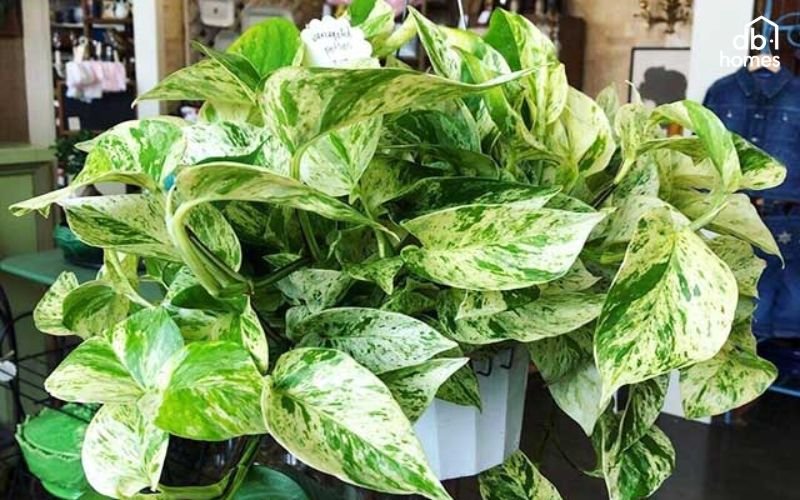 Cây trầu bà vừa giúp thanh lọc không khí, vừa dễ chăm sóc