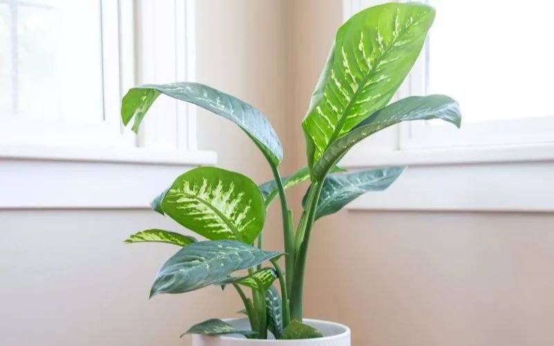 Cây vạn niên thanh là biểu tượng của sự trường thọ và may mắn