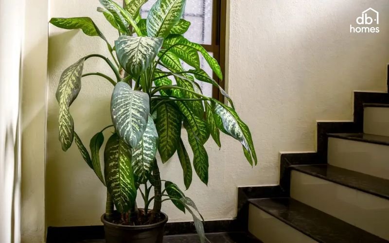 Cây tán lớn kết hợp chậu cao cấp giúp tôn lên vẻ sang trọng và quyền lực cho không gian