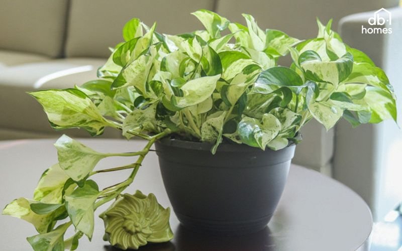 Cây dáng thanh thoát, màu nhẹ nhàng là lựa chọn lý tưởng cho phong cách tối giản tinh tế