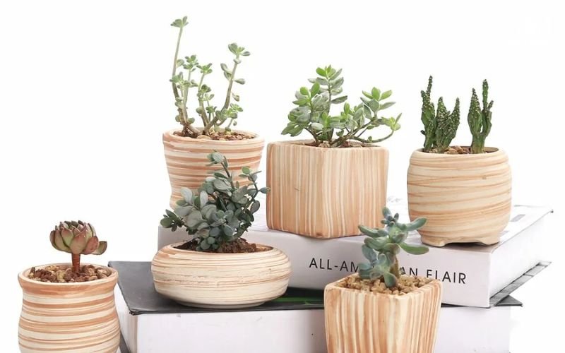 Cây mộc mạc kết hợp chậu tự nhiên là lựa chọn lý tưởng cho phong cách Wabi Sabi giản dị